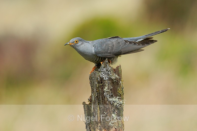 Cuckoo (male) perched on tree stump, Scotland - Cuckoo