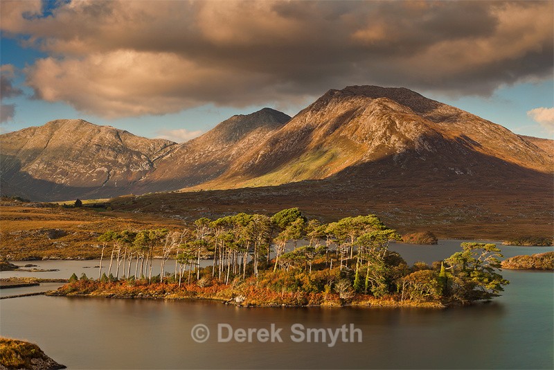 Pine Island - Co. Galway