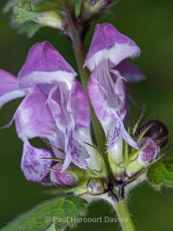 Large red deadnettle (Lamium garganicum - Flower Portraits