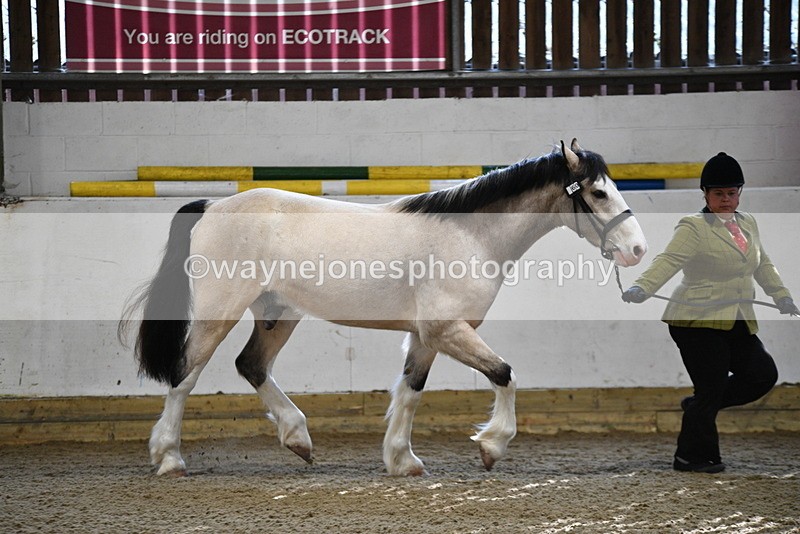 WJ5_3453 - Class 1 Youngstock