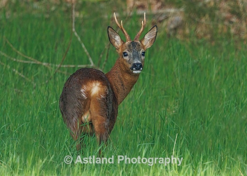 Roe Deer - Latest Images