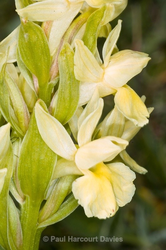  - Orchids - Dactylorhiza