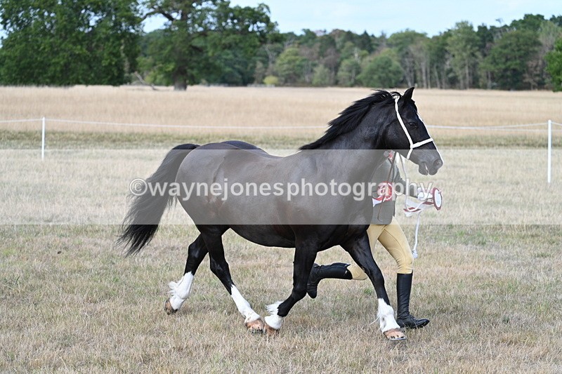 WJ7_8467 - In-hand Championship