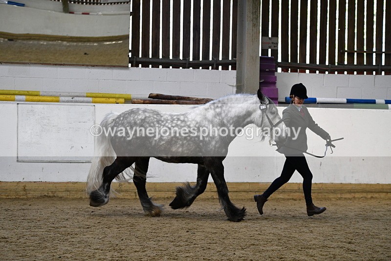 WJ5_5627 - Morning in hand Championship