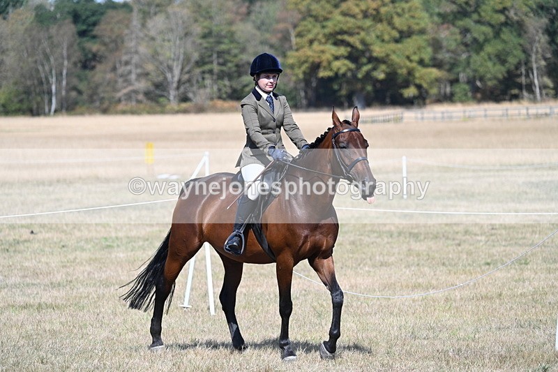 WJ7_1173 - Class 41 Prettiest Mare