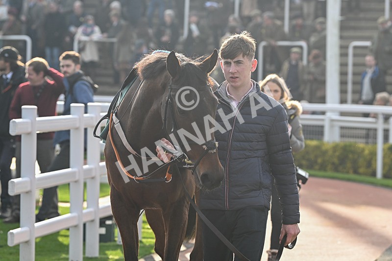 151124-Race 2-Paddock-Buddy One-7352 - Race 2