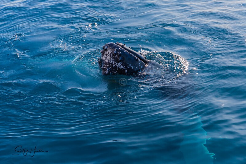 Spy Hop4 _16A7698 - Humpback Whales