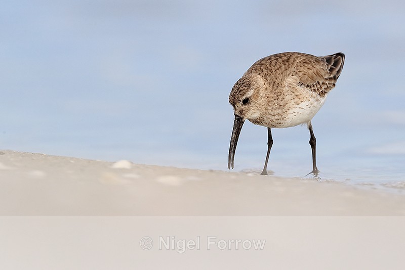 Dunlin foraging, Fort De Soto Park, Florida - Dunlin