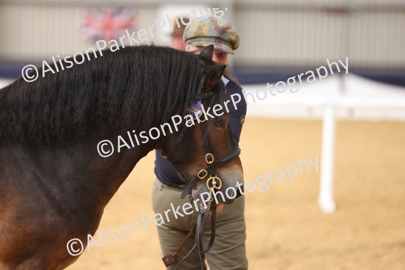 20260913-1754 - Class 117 - Stallion 4years and over