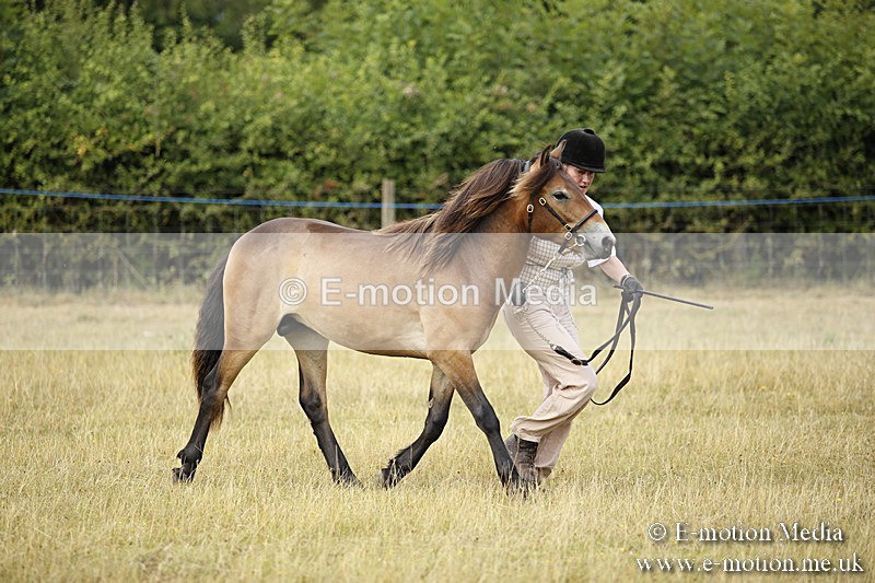 _C7A9591 - BVRC Sow 2018 Ring 2