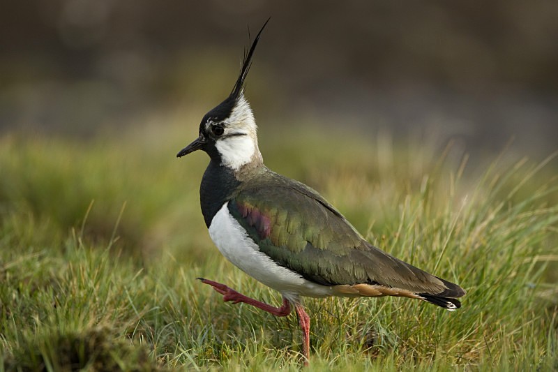 LAPWING - THE LAPWING