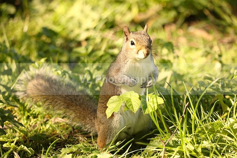 Squirrel 8 - Animals and Birds