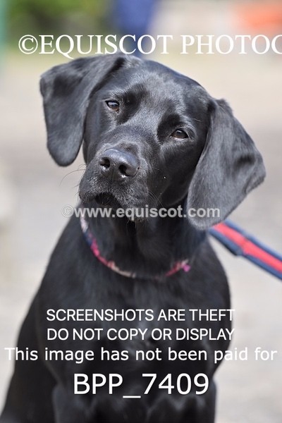 BPP_7409 - BLACK LAB