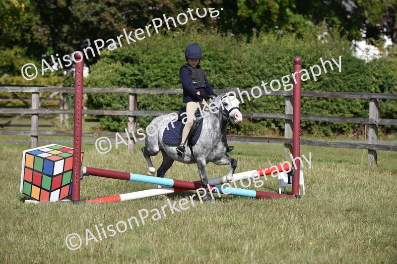 20250831-0451 - Class 7 - Absolute Novice 35cm