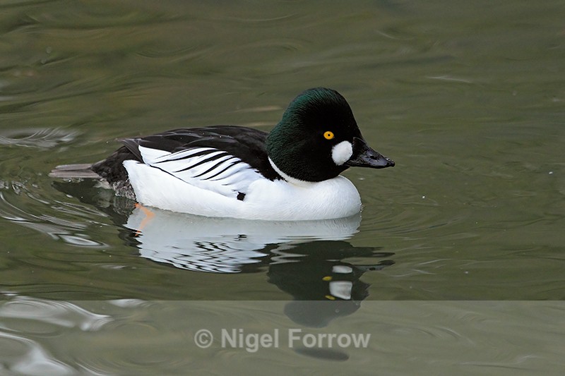 Goldeneye (male), Tierpark Hellabrun, Germany - Goldeneye