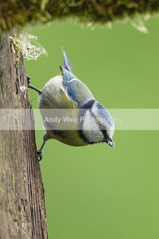 20120512-_MG_9977 - Blue Tit