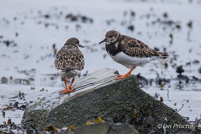 Turnstone (Arenaria interpres) on Strangford Lough 1 of 4 - Nature