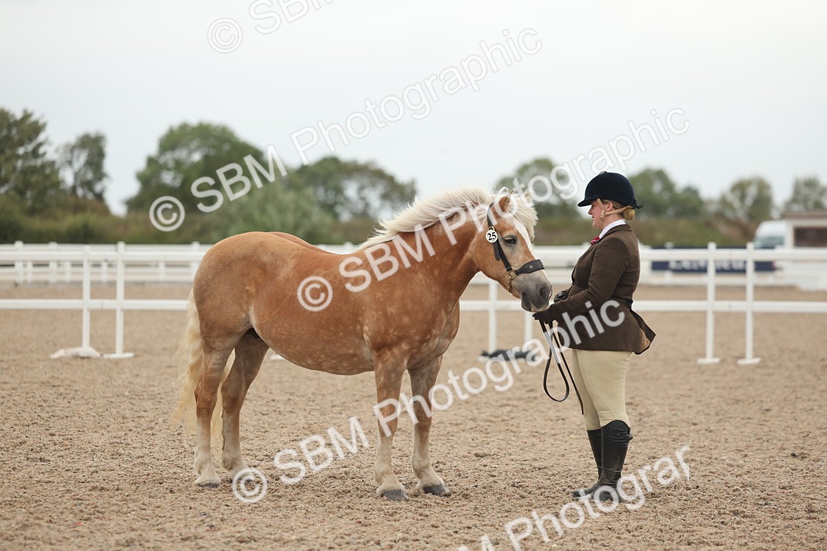 SBM_19386 - Class 317 - IH Pure Bred Horse-Pony