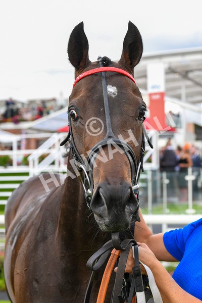 290723-Race 7-Bajan Bandit-1145 - Race 7 5.45pm Sky Bet Extra Places Every Day Handicap