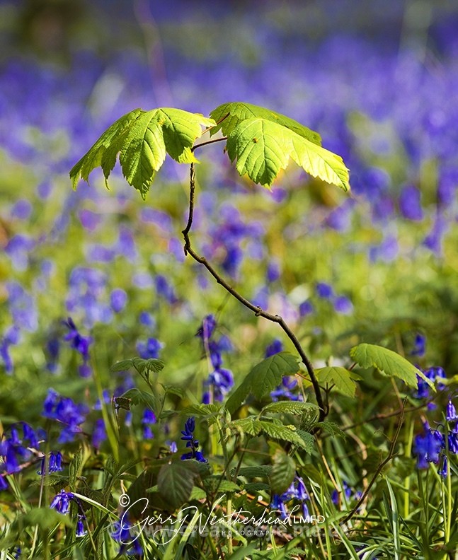 No.0027 Barnsdale woods - Earth's Garden
