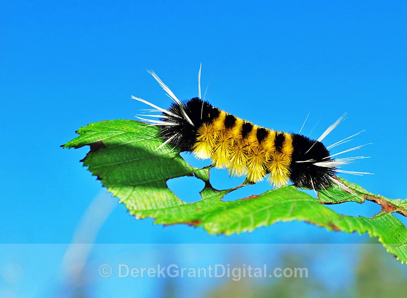 Lophocampa maculata - Butterflies & Moths of Atlantic Canada