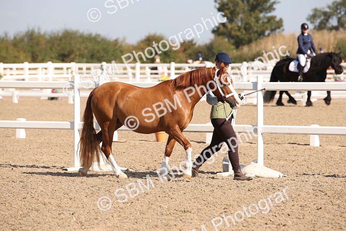 SBM_02650 - Class 16 IH M&M Wildcard