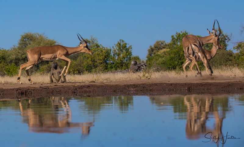 Impala Jumping 2
