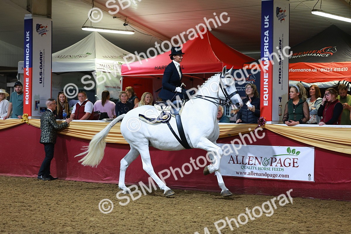 SBM_15056 - Class N - Side Saddle Champ