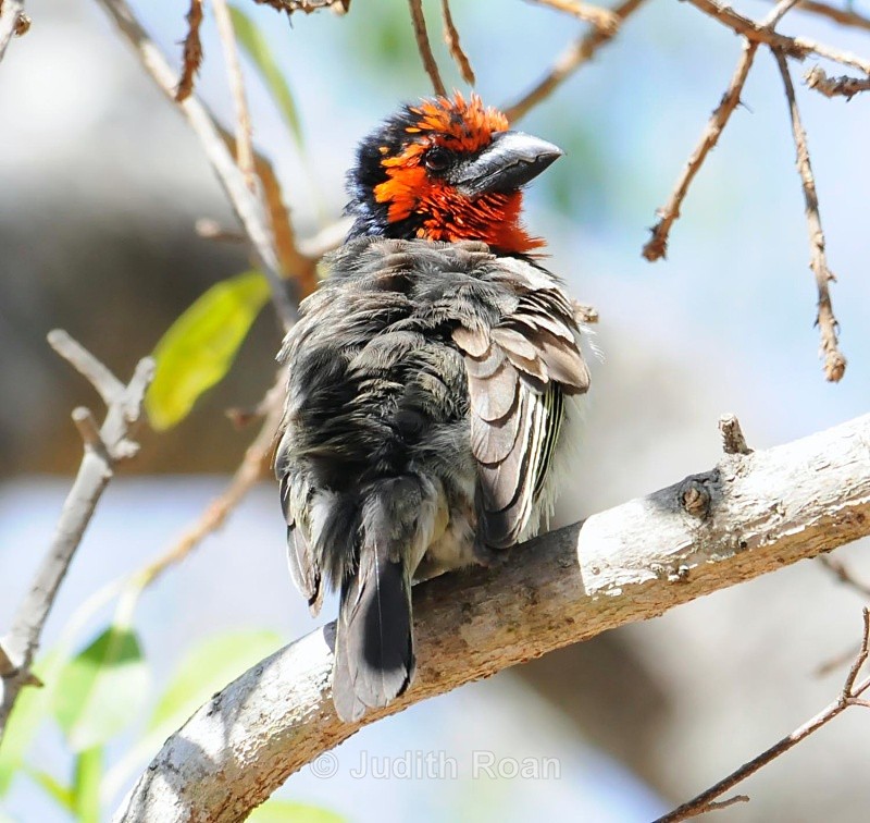 Black-collared Barbet - South Africa Birds and Mammals