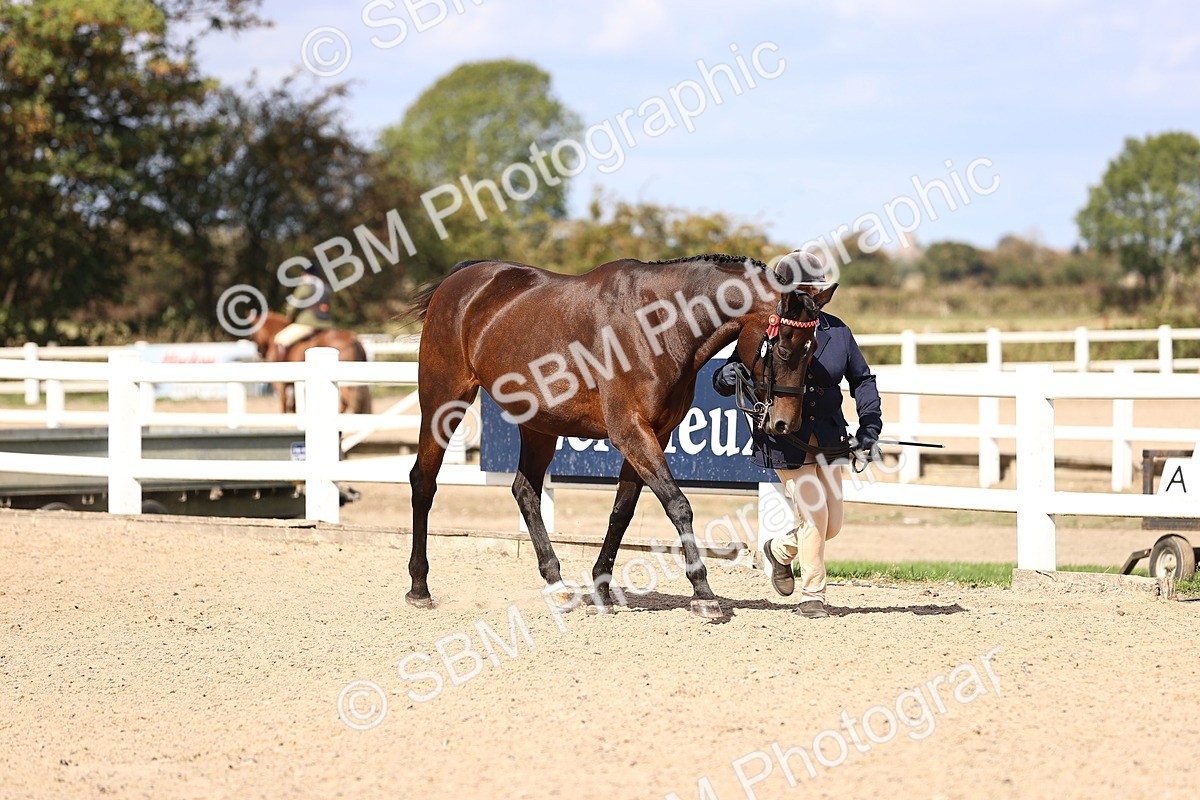 SBM_14257 - Class 411 - Prettiest Mare (IH OR Ridden) Adult