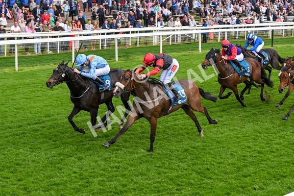 150524-Race 5-Diligent Resdev-4435 - Race 5 4.15pm Conundrum HR Consulting Handicap