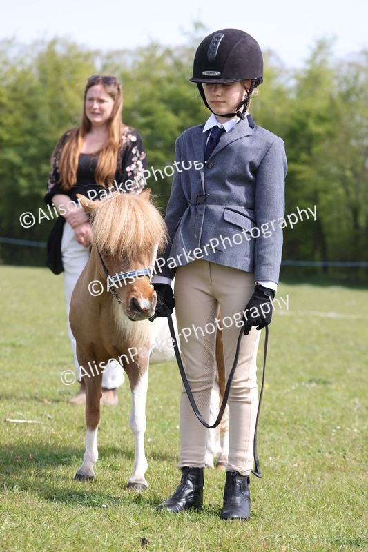 20260426-3150 - Class 26 - Shetland Ponies and Minitures