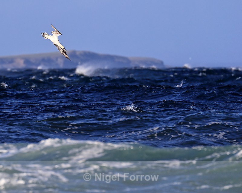 Gannet begins dive, Duncansby Ness, Scotland - Gannet