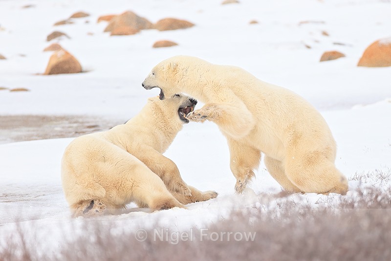 Break in Polar Bear fight, Churchill, Canada - Polar Bear