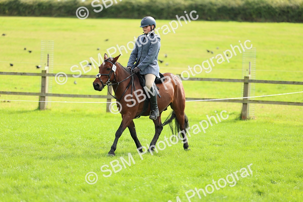 SBM_45406 - S33 - Working Hunter Pony