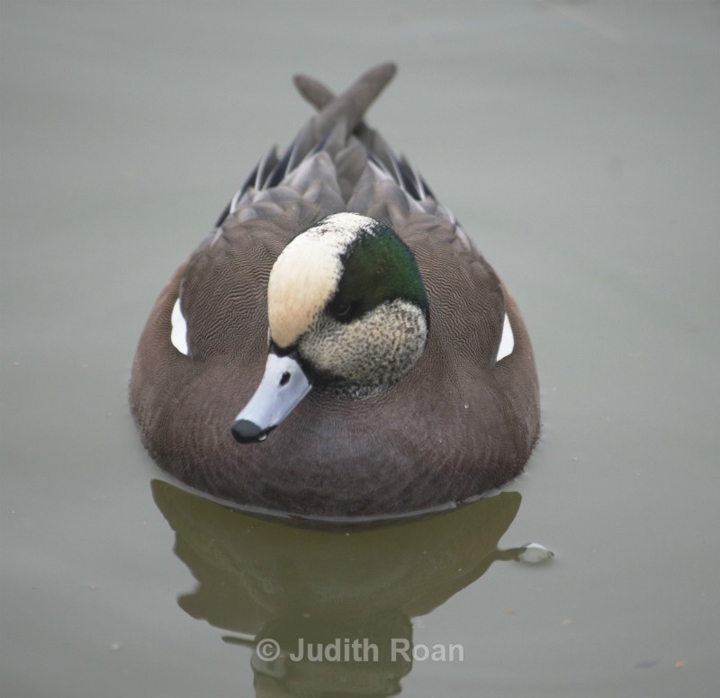 American Wigeon male - Reifel Refuge