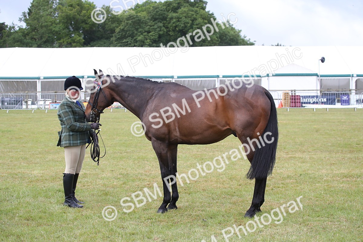 SBM_11463 - Class 94 - LIHS BSHA Racehorse to Showhorse