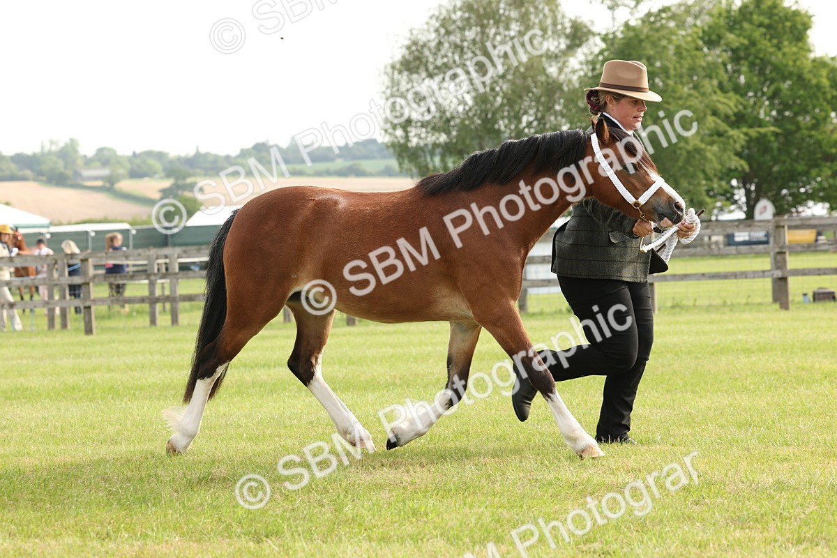 SBM_00444 - Class 6-13 - Mountatin and Moorland In Hand Welsh Breeds
