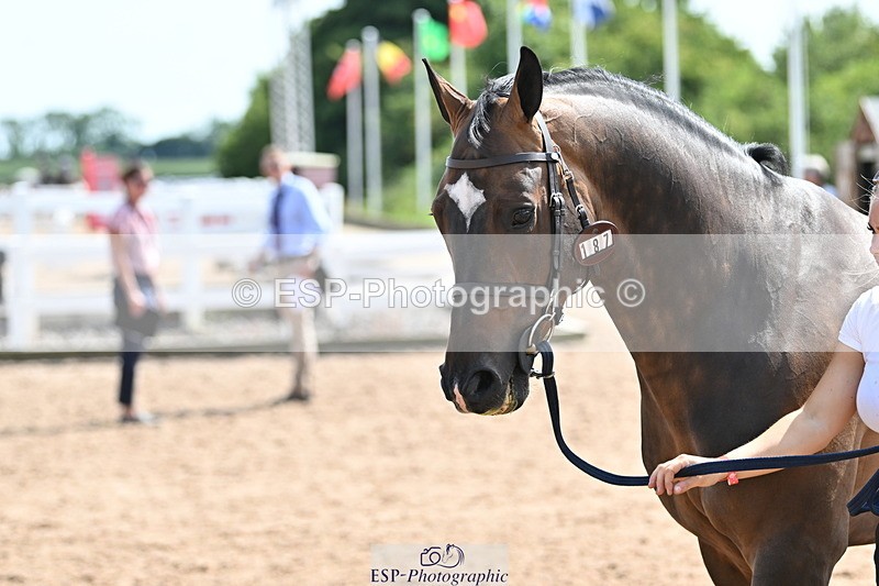 240717A-154634-03065 - Trot Up 3pm to 4pm