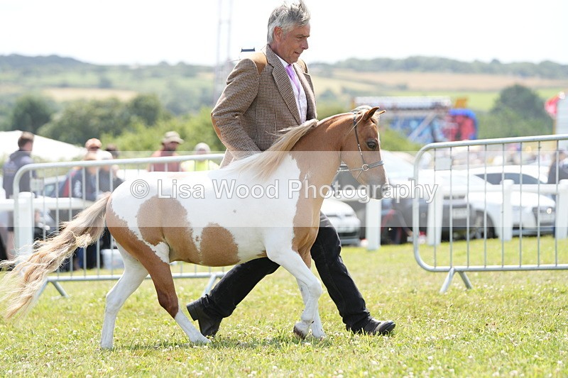 DSC06571 - Class 57: Miniature Horse 4yrs & over