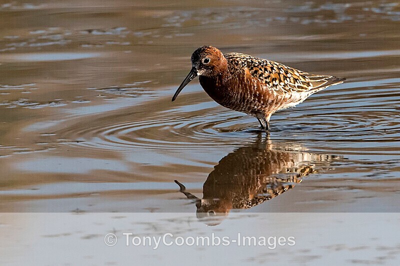 Curlew Sandpiper - Lesvos ~ Wading Birds