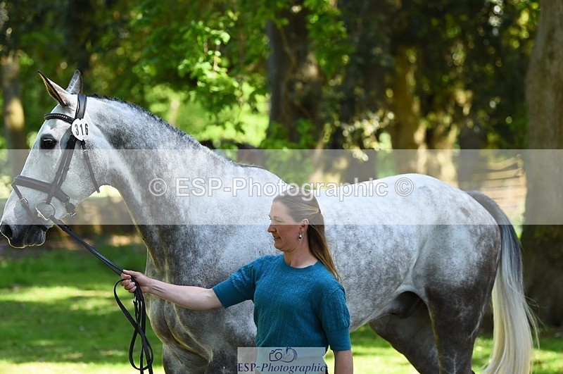 230524-151630-00176 - 316-D'ARTAGNAN-Tiana_Coudray-WEDTrotUp+DR