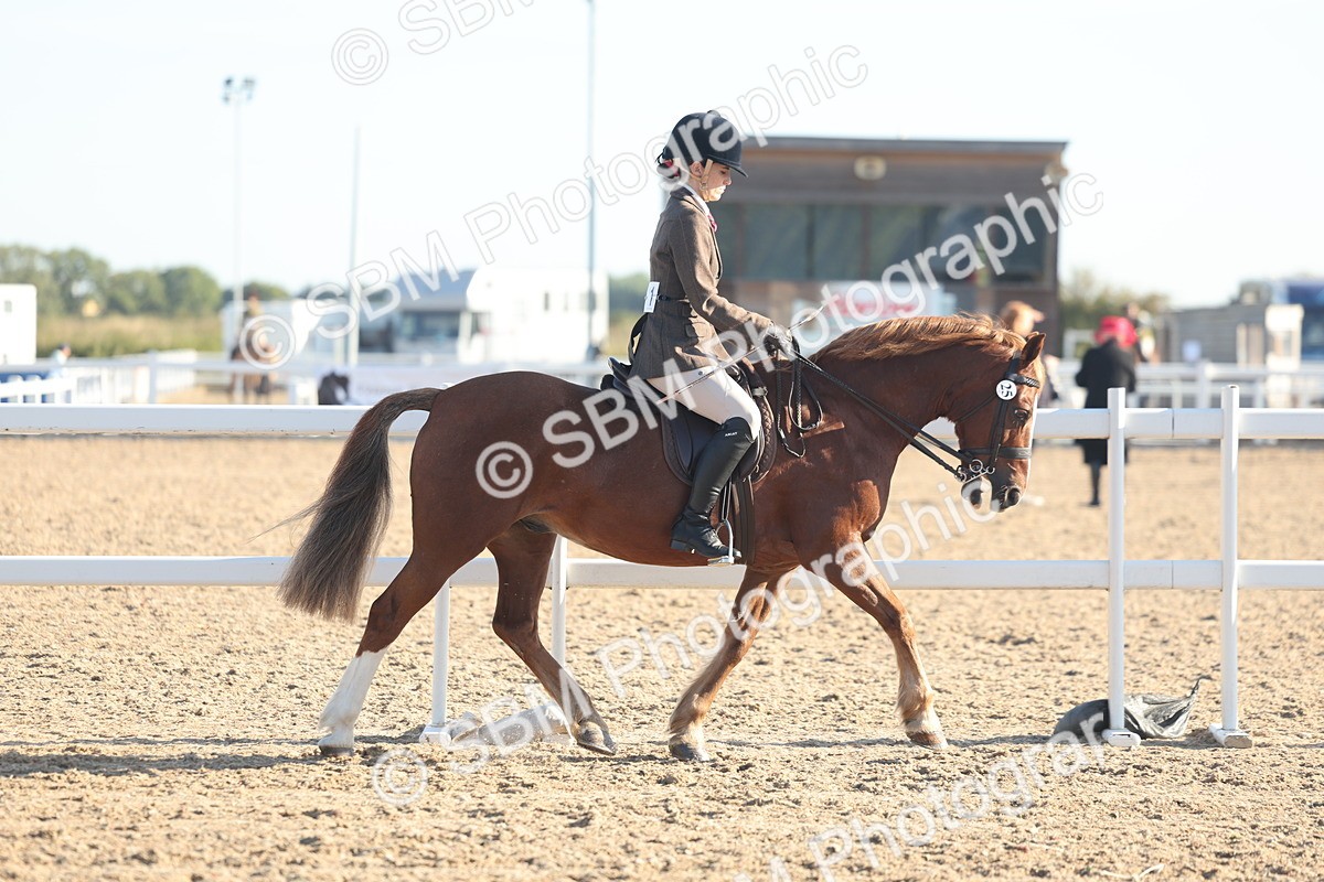 SBM_10973 - Class 302 - Ridden M&M Large Breeds