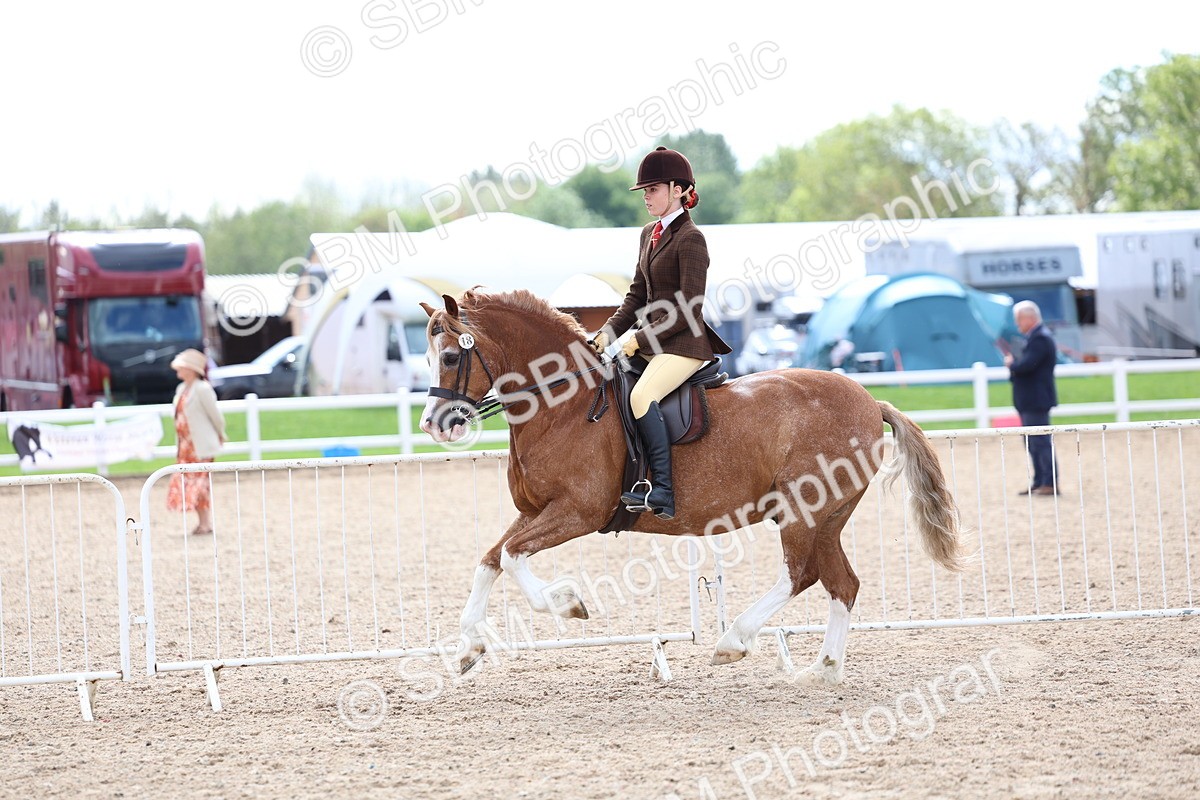 SBM_15803 - Class 314 - Family Horse - Pony