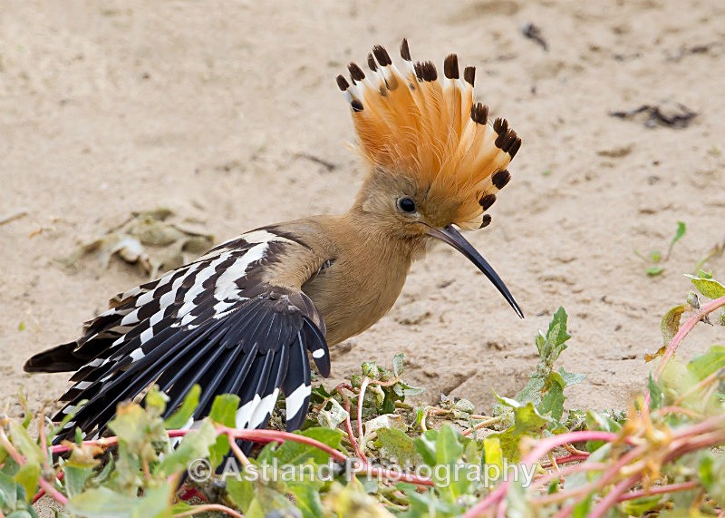 Astland Photography, Bird and Wildlife Images, Susan and Peter Wilson, U.K.