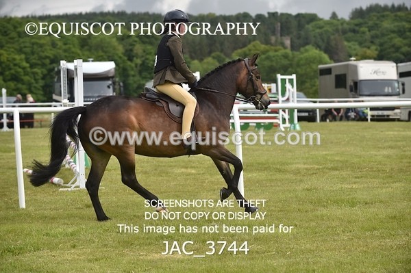 JAC_3744 - 75CM WORKING HUNTER