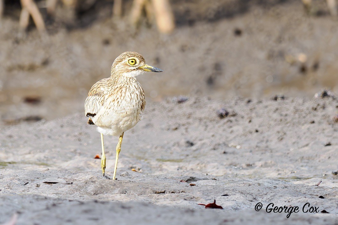 Senegal Thick knee - Gambia 2025