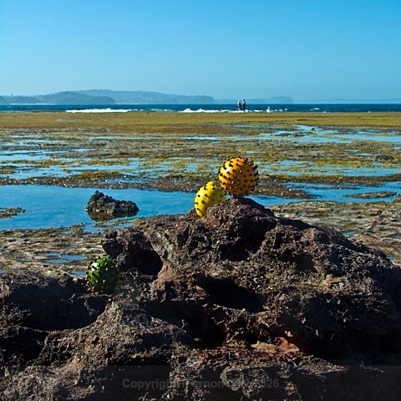  - STILL LIFE IN LANDSCAPE