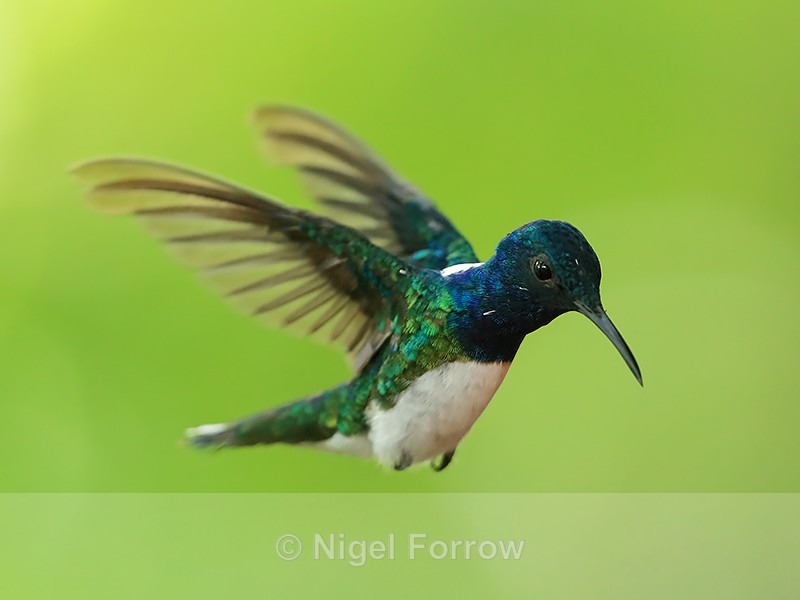White-necked Jacobin (male), Panama - White-necked Jacobin