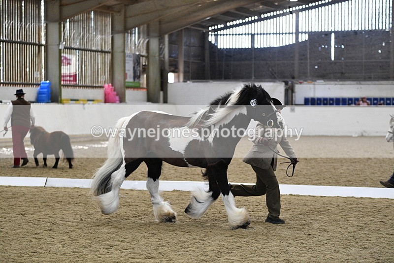 WJ5_5035 - Class 7 In hand coloured / odd coloured